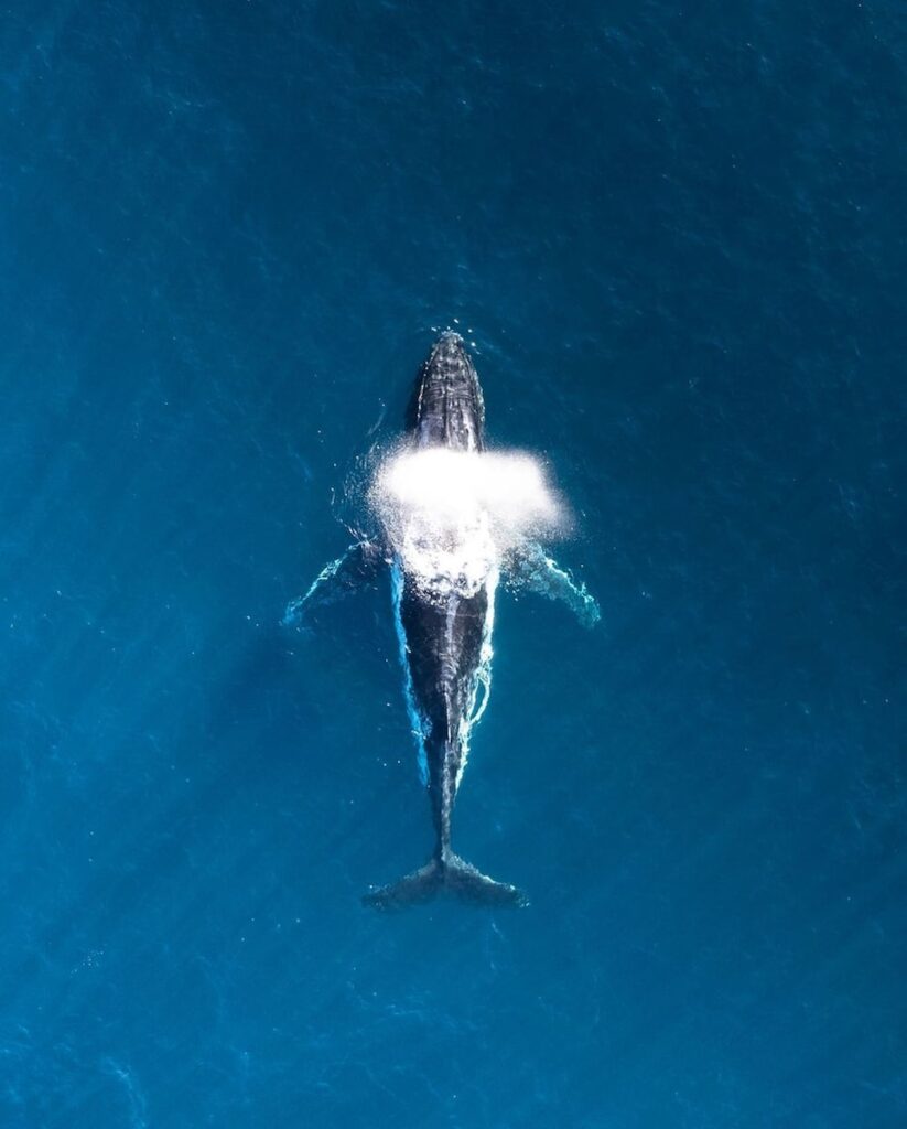 a humpback whale in the ocean with a light shining on it's